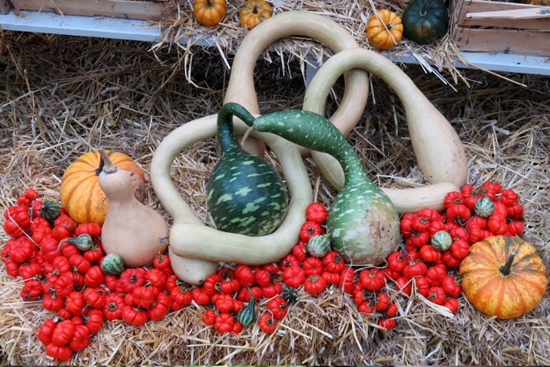 PROGRAMA IDADE JARDIM